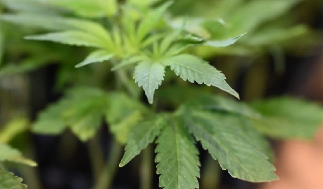 El Gobierno aprueba el uso medicinal de cannabis en casos donde los tratamientos convencionales no son eficaces